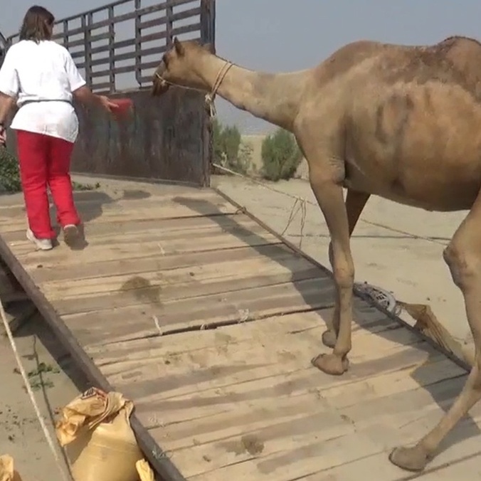 A camel walking on a ramp into a truck following a person