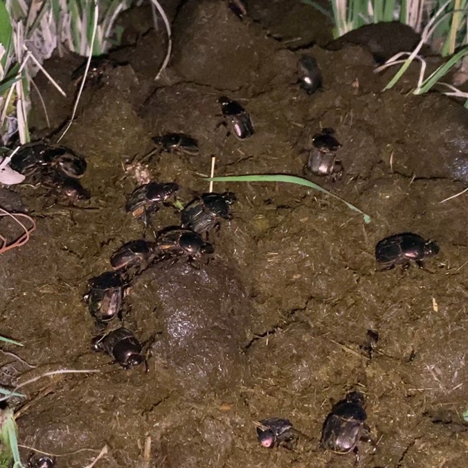 Dung beetles crawling across cow manure in a paddock