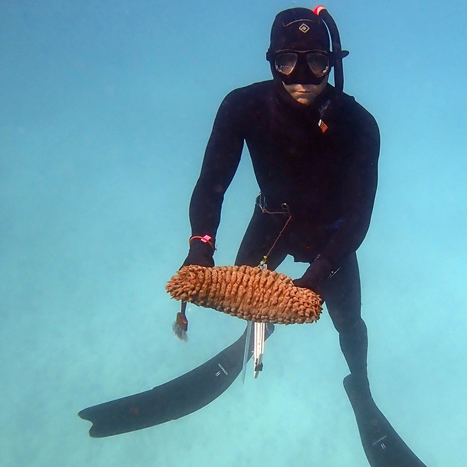 A scuba diver holding an orange coloured sea cucumber