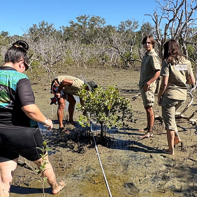 People laying a transect survey in a mangrove estuary as part of a scientific study