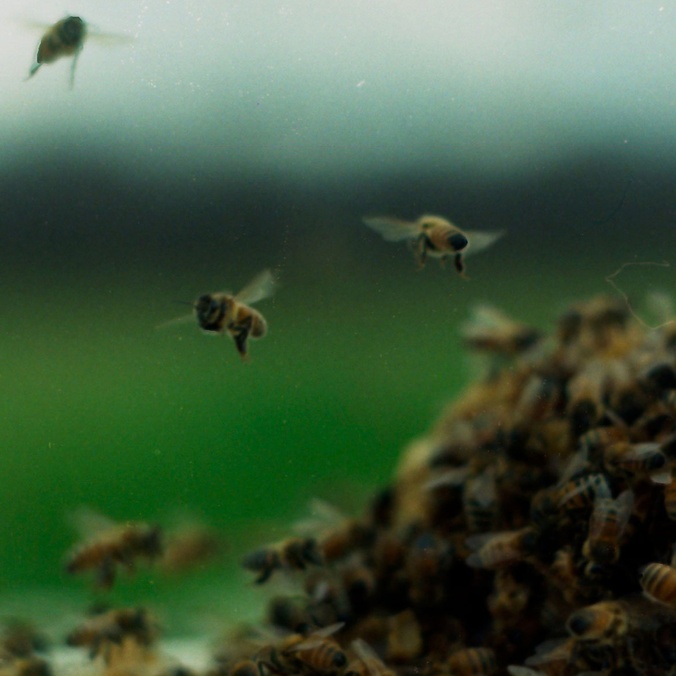 A picture of a group of bees flying on a green background