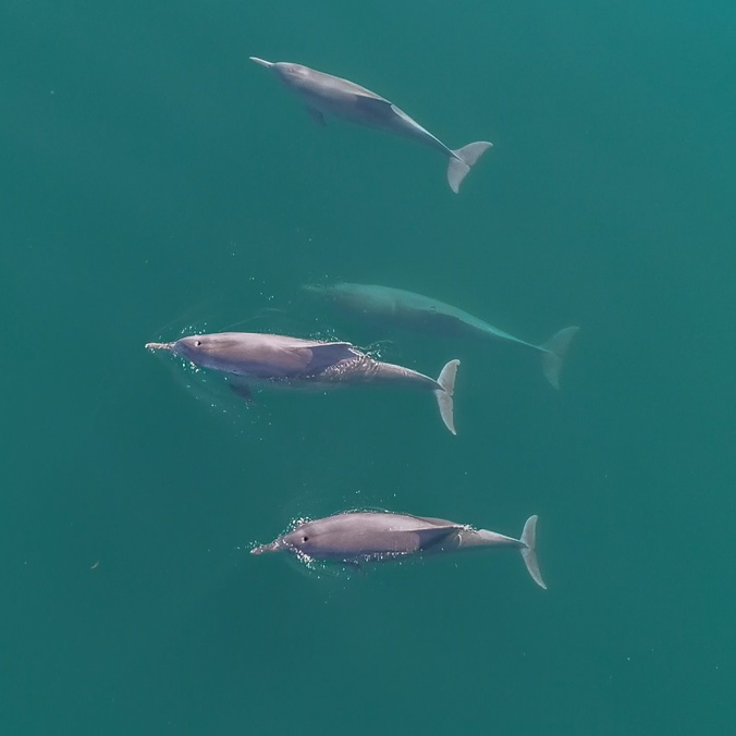 Humpback dolphins in clear water