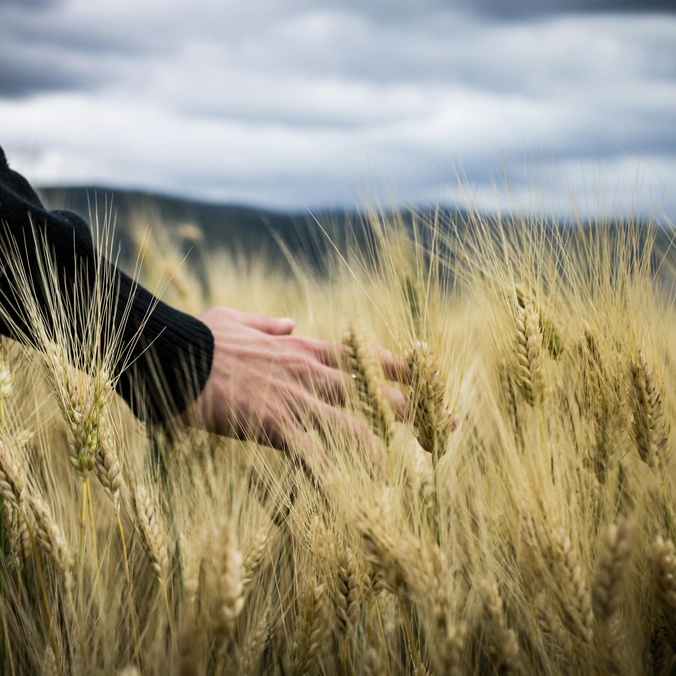 A hand moving through a wheat field