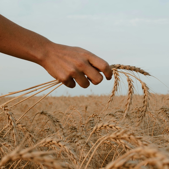 Grain and hand in field_credit Paz Arando on Unsplash