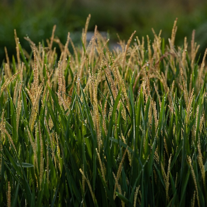 rice field