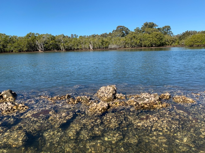 Oysters in the Richmond River