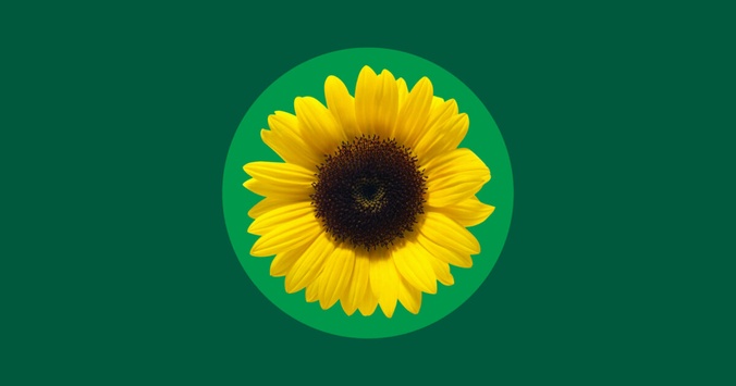 A sunflower on a green background.