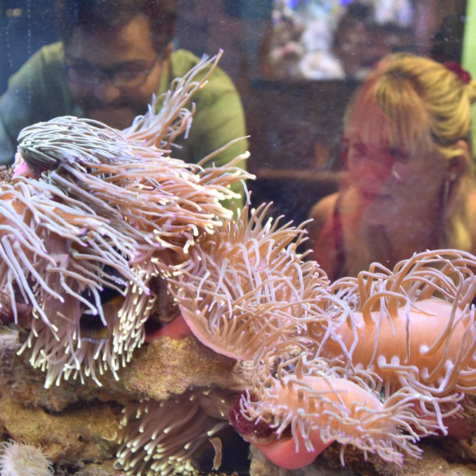 Underwater anenome