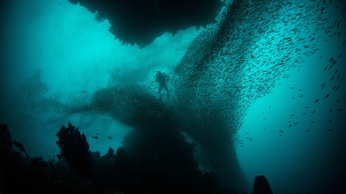 Diver surrounded by fish while diving