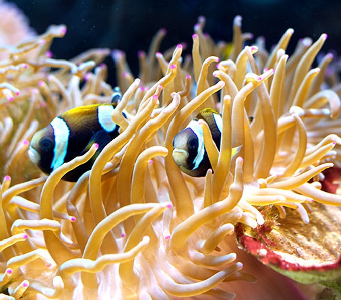 Close up shot of tropical fish species