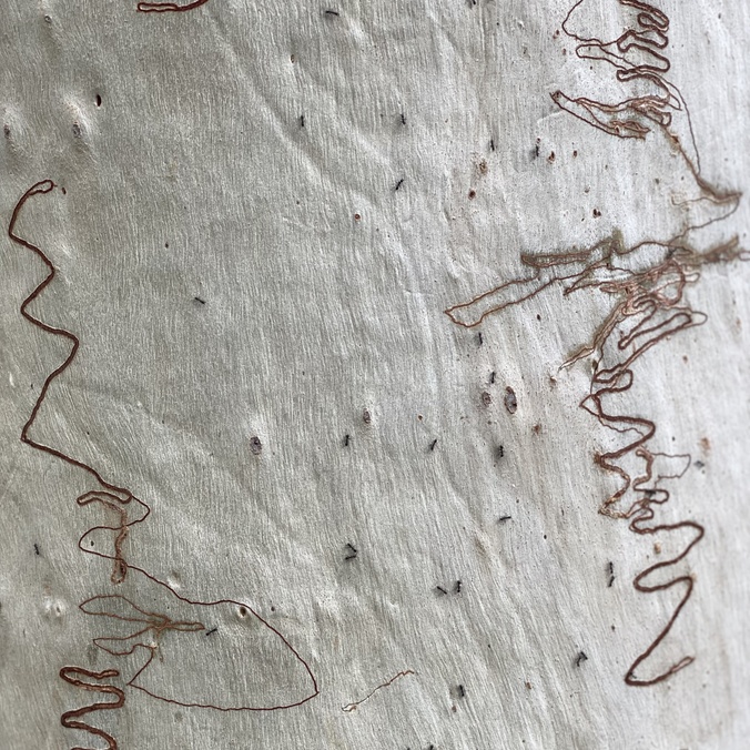paperbark with markings