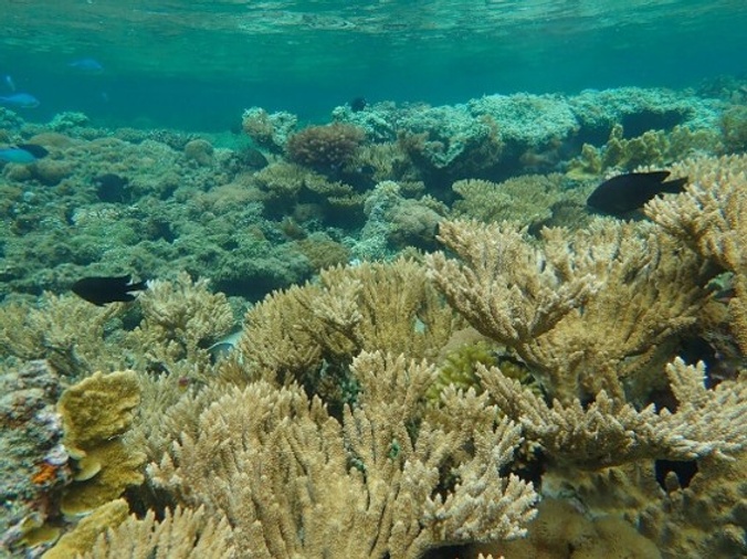 underwater coral