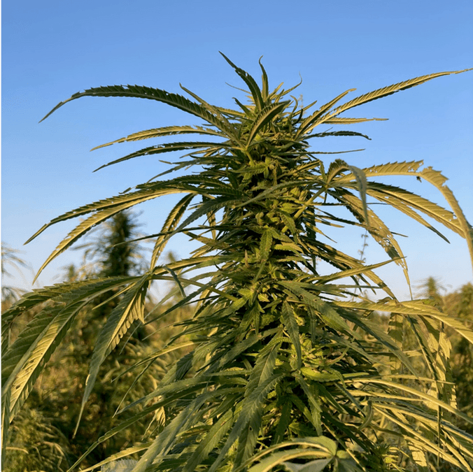 Hemp plant