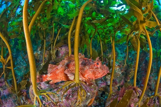 fish swimming in kelp forests
