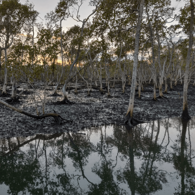 mud, mangroves, trees
