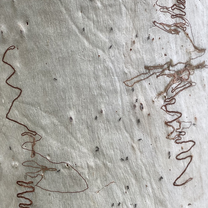 squiggly lines on a paperbark tree