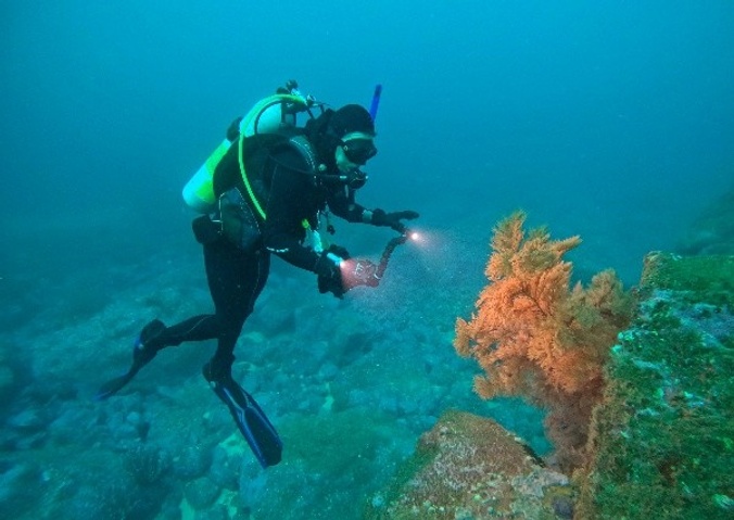SCUBA diver looking at coral