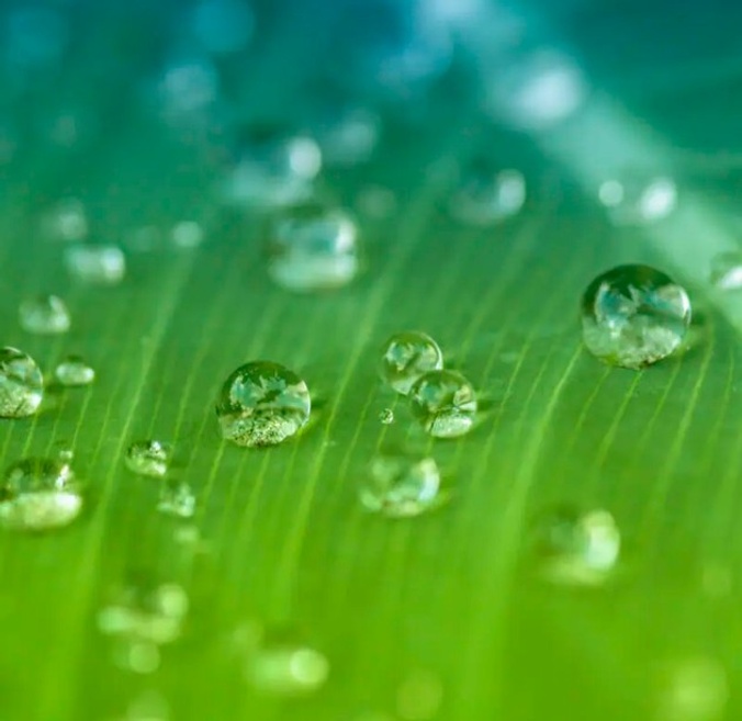Water droplets on a leaf