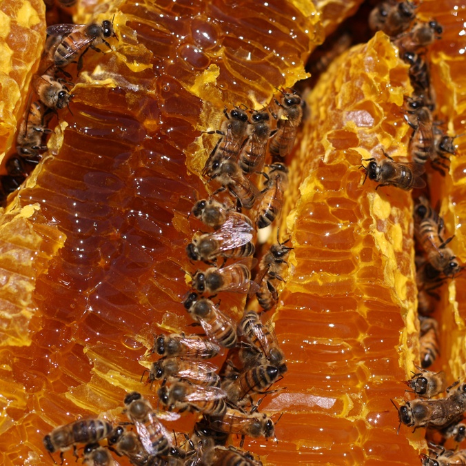 Close up of Bees