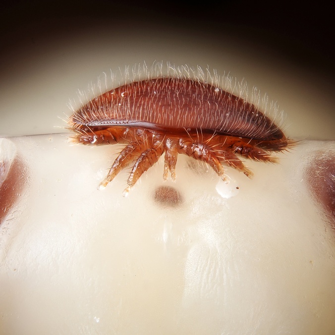 Female varroa mite on the head of a bee pupa credit Gilles San Martin