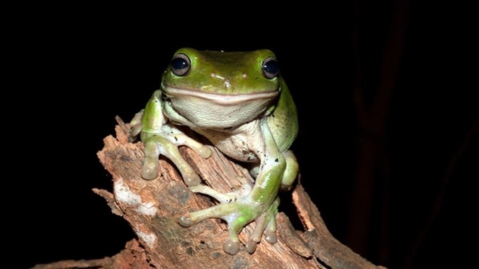 A healthy green tree frog (Litoria caruelea). Credit Jodi Rowley.