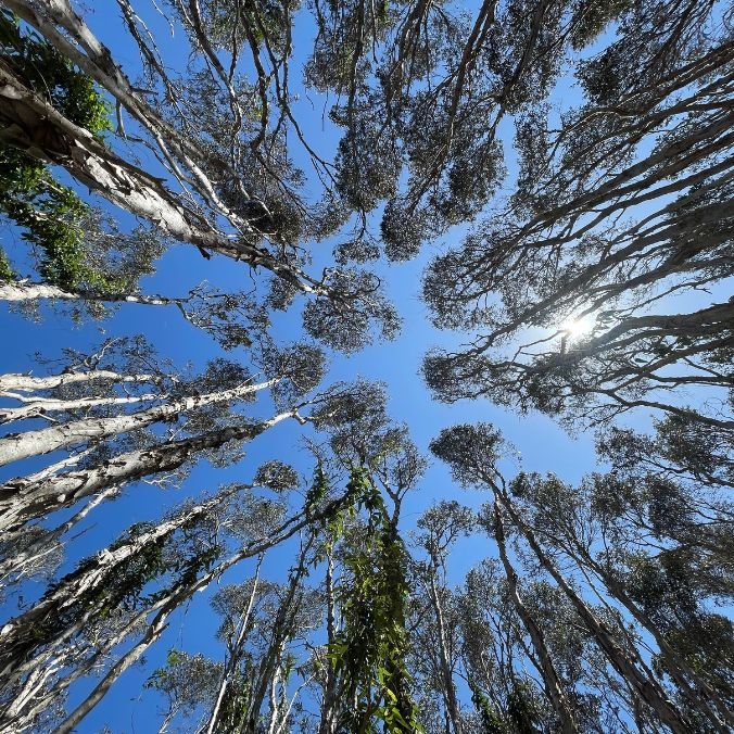 Looking up at a canopy of trees