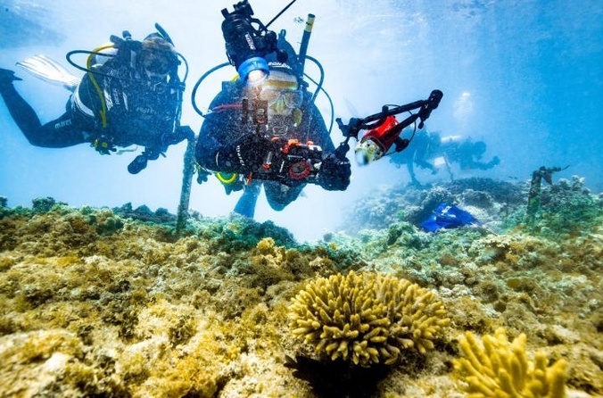 Scuba divers in a coral colony