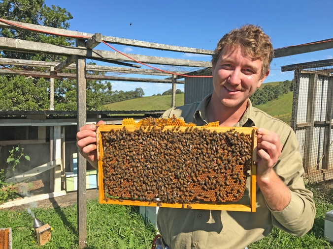man holds a frame of honey bees
