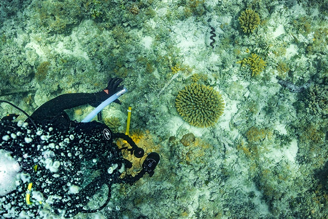 A scuba diver looking at corals