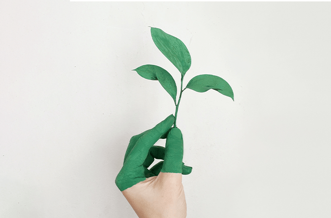 seedling growing