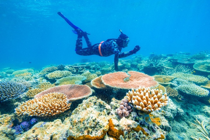 Diver swimming above coral reef