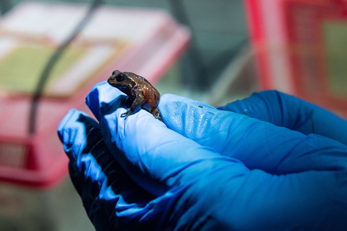A blue gloved hand holds a tiny frog