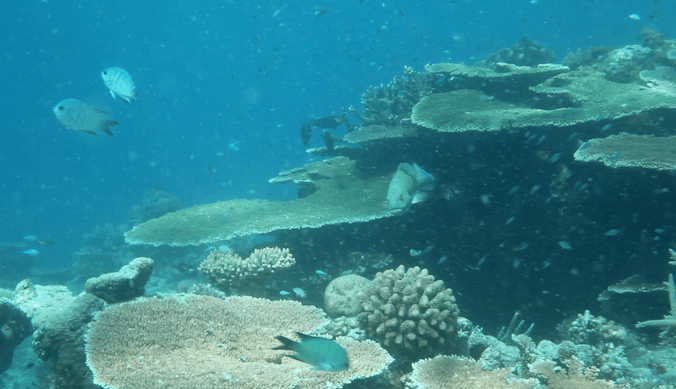 underwater large corals and tropical fish