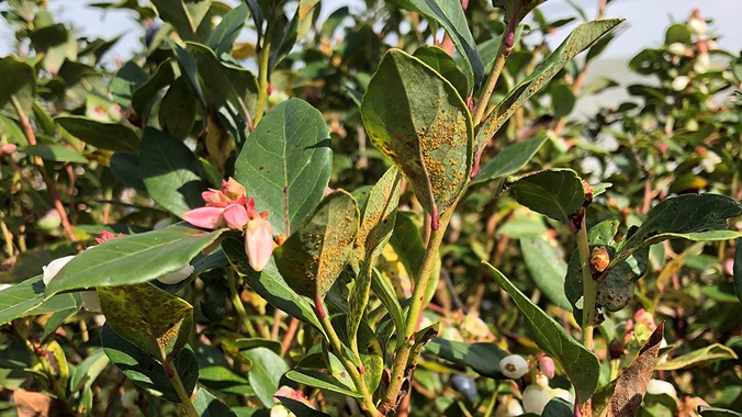 Blueberry rust infected blueberry leaves showing yellow rust