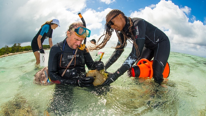 Collecting corals ready for spawning - COPYRIGHT Gary Cranitch