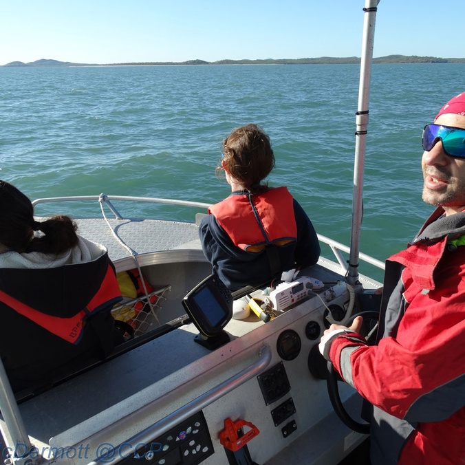 Dolphin research