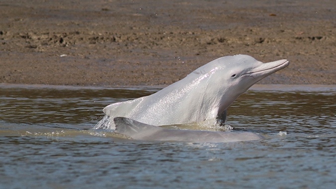 Humpback dolphin strand feeding