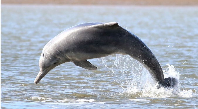 Conservation of rare inshore dolphins in Australia