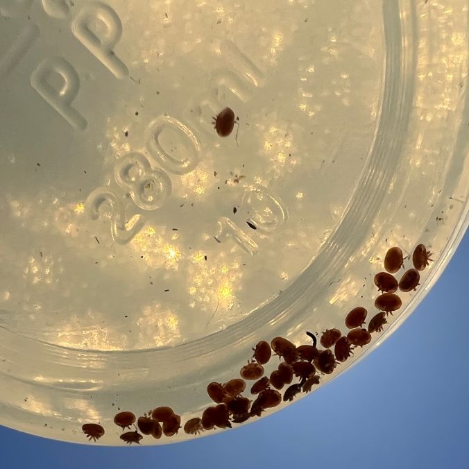 Varroa mites in an alcohol wash