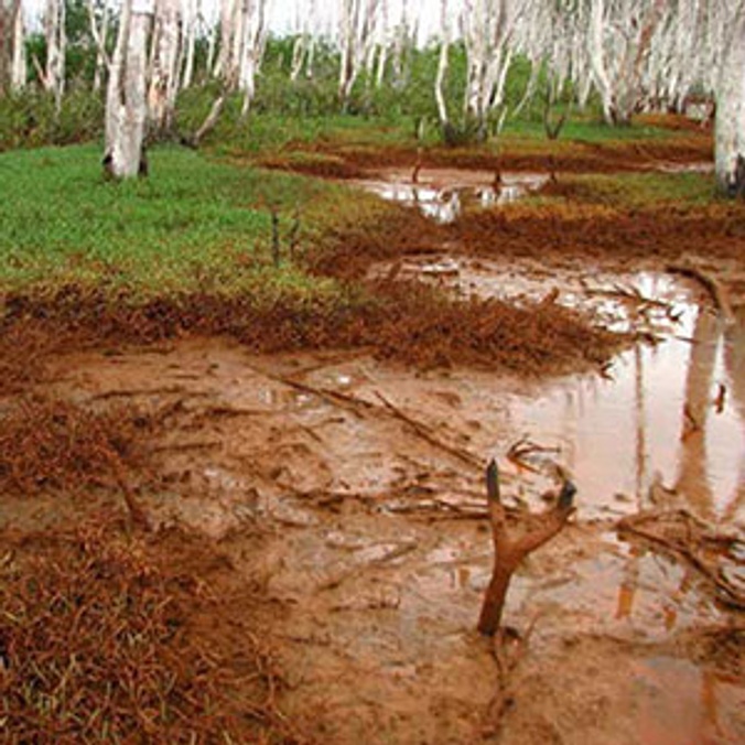 Acid sulfate soils research
