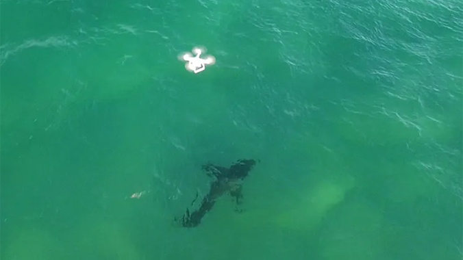 Drone flying over shark in the ocean. Credit Andrew Colefax