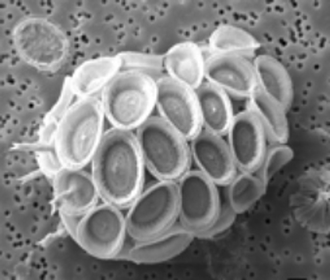 Understanding coccolithophorid calcification in a changing ocean