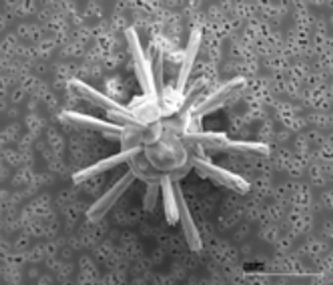 Understanding coccolithophorid calcification in a changing ocean