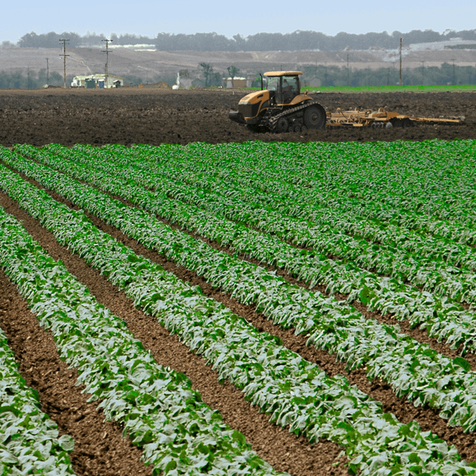 Image of crop rows with agricultural machinery in the background