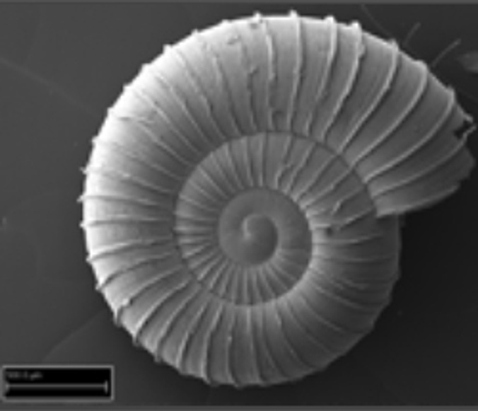 Land Snail Gyrocochlea sp Research