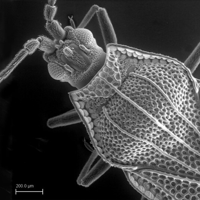 Macadamia Lace Bug