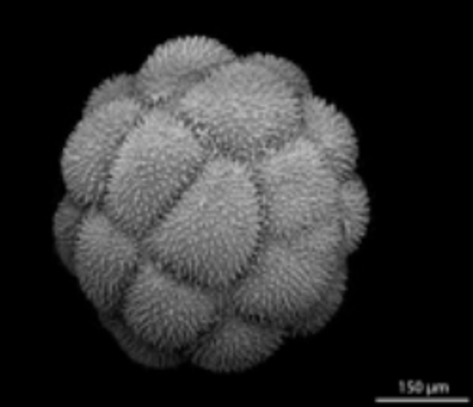 Sea Anemone Embryo