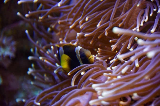 Fish swimming amongst coral