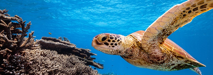 Turtle swimming in the ocean