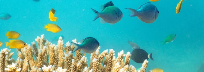 coral reef and fish